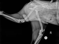 -萌兽医馆·宠物医院·猫骨科(创景店)