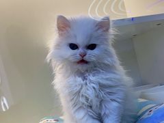 -小猫来了·猫舍(红山六九七九店)