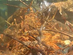 -龙宴海鲜城(经中路店)