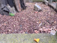 -上海佘山国家森林公园天马山园