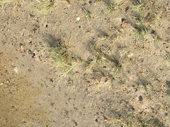 -北海金海湾红树林生态旅游区