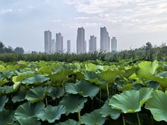 -前关湿地公园