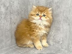 -小猫来了·猫舍(红山六九七九店)