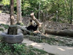 -都江堰中华大熊猫苑