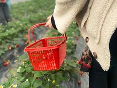 -喜杨洋草莓采摘园