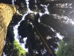 -武陵山森林公园