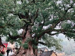 -杨家堂村