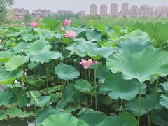 -前关湿地公园