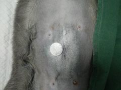 -菲丽丝宠物医院·24小时·猫科中心·免疫点(淮海分院)