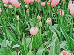 -长春公园(普阳街道)