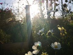 -五营红松林海景区