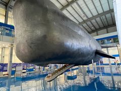 -上海海洋大学鱼文化博物馆(军工路校区)