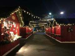 -锦江乐园舞狸花花游园会(夜场专享)