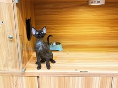 -猫十亿·布偶金渐层·曼基康矮脚猫舍(青年路店)