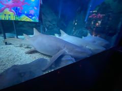 -烟台海昌鲸鲨海洋公园