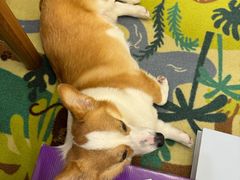 -帕帕拉兹宠物(亚洲旗舰店)