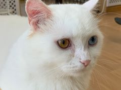 -MOYOYO猫咪咖啡店