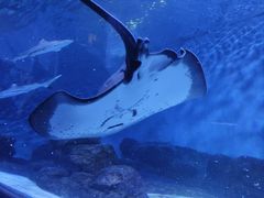 -上海海洋水族馆