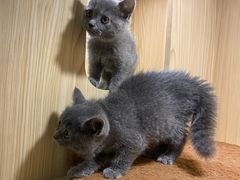 -屋虎猫馆(宝安大仟里店)