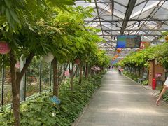 -南宫五洲植物乐园