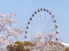 -顾村公园