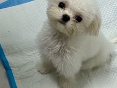 -嘉馨宠物医院·CT影像转诊·心脏科·犬猫全科诊疗中心(下沙大学城院区)