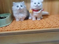 -欣宠猫屋·矮脚拿破仑·蓝金金渐层