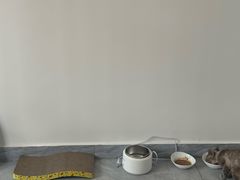 -小袋子宠物总店