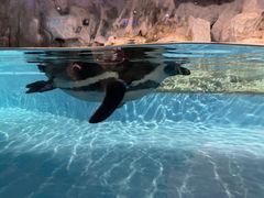 -帝企鹅自助餐厅•儿童岛•真企鹅(长隆企鹅酒店)