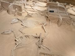 -洛阳周王城天子驾六博物馆