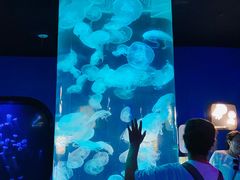 -青岛海底世界-水族馆