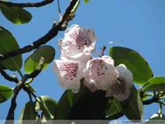 -王顺山国家森林公园