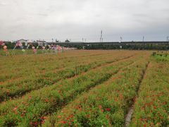 -枫林花海