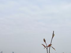 -深圳人才公园