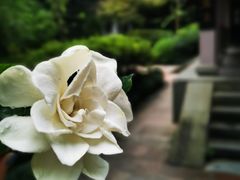 -十八棵（老龙井）御茶园(老龙井店)