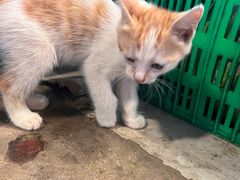 -四川大学(华西校区)