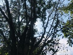 -西双版纳傣族园