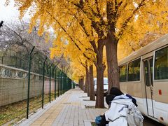 -三里屯东五街银杏大道