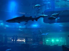 -迪拜水族馆及水下动物园