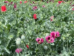 -国家植物园南园