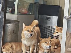 -柴犬高等学院·狗咖·柴犬售卖·宠物训练