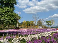 -天适樱花悠乐园