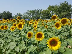 -杭州湾海上花田景区