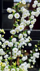 -雅曼妮spa美容养生