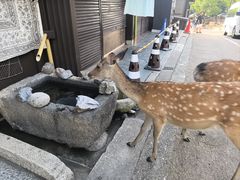 -奈良公园