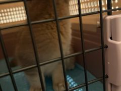 -佳雯宠物医院·皮肤科·内外科(春晓路分院)