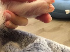 -浣熊柯尔鸭土拨鼠·电玩咖