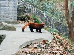 -都江堰中华大熊猫苑