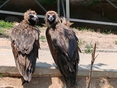 -西霞口神雕山野生动物世界