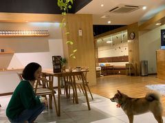 -柴务处·柴犬主题狗咖